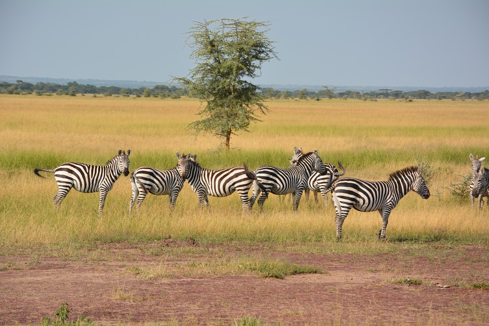 Parchi e riserve in Tanzania