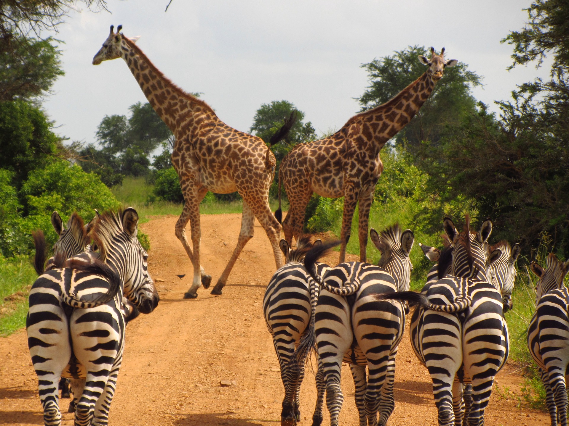 safari in tanzania blog