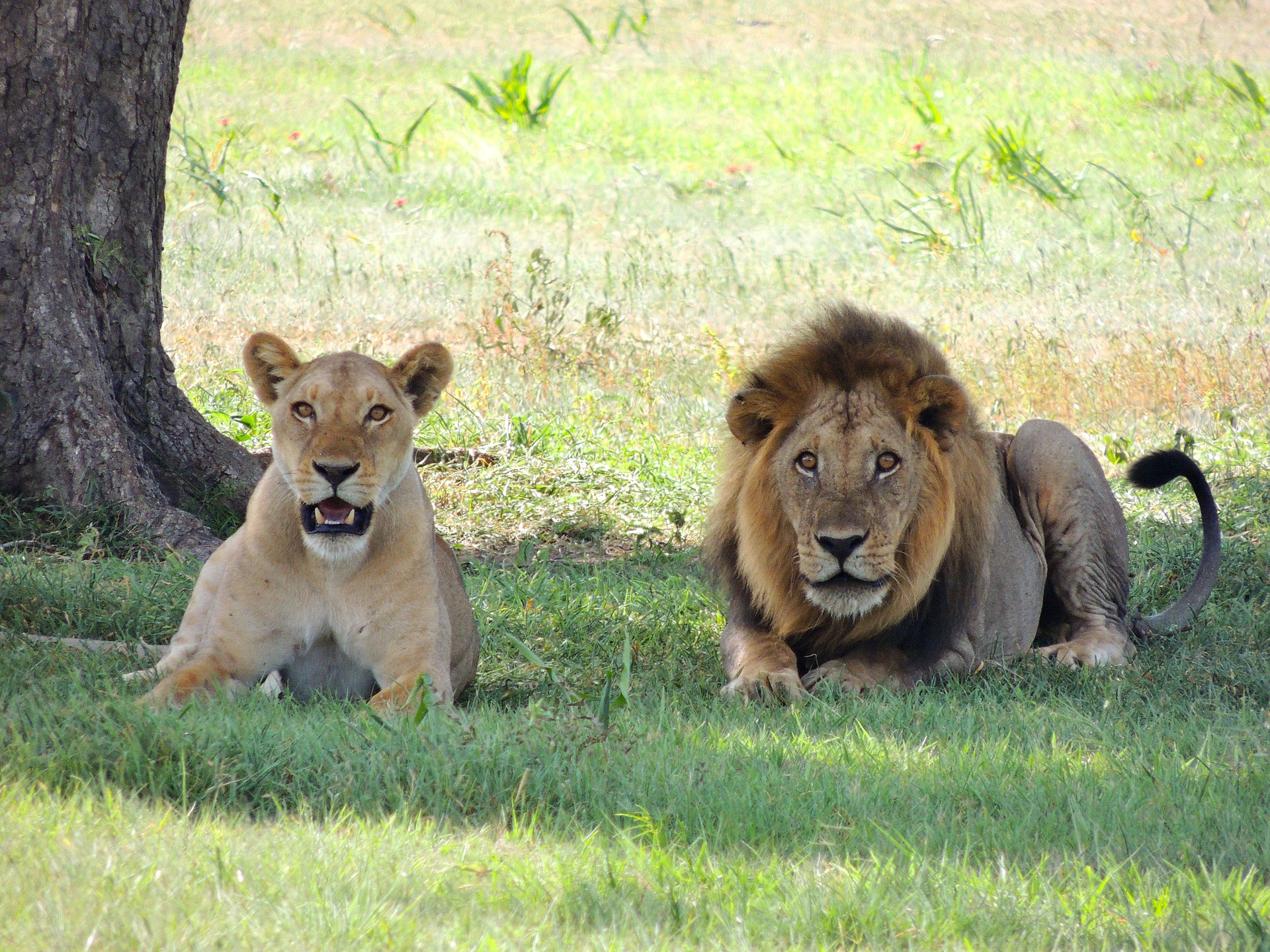 Guida al Parco Nazionale del Serengeti – Primaland Safaris Blog