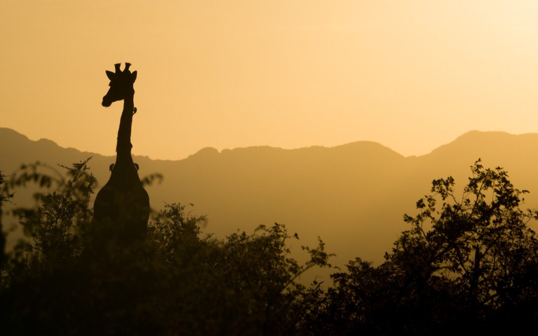 Guida tecnica alla preparazione di un safari