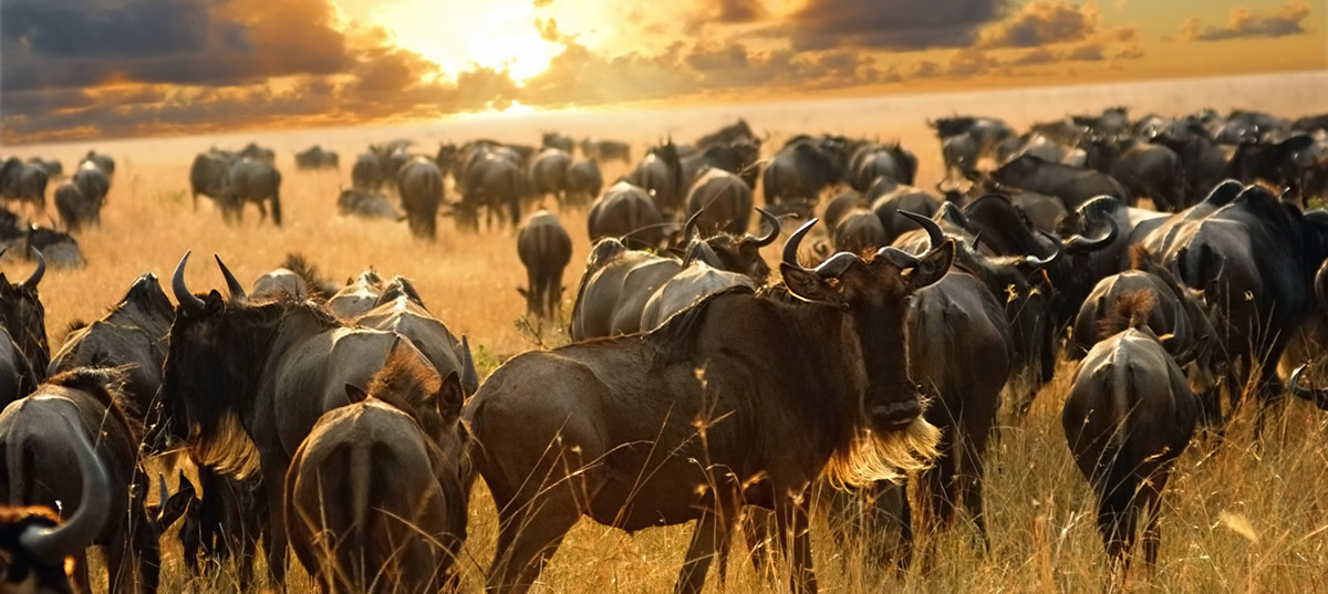 Grande migrazione bufali